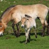 Photo de Przewalski