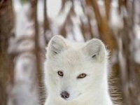 Photo de Mobajec
