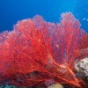 Photo de Corail