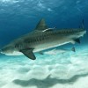 Photo de Requin Tigre