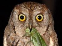 Photo de Otus