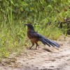 Photo de Coucal