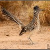 Photo de Roadrunner