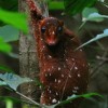 Photo de Colugo