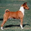 Photo de Basenji