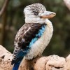 Photo de Kookaburra