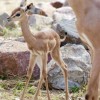 Photo de Gerenuk