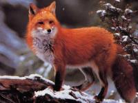 Photo de Renard