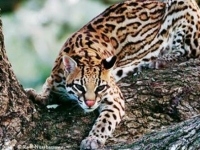 Photo de Ocelot