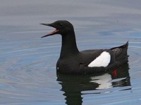 Photo de Guillemot