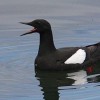 Photo de Guillemot