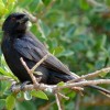 Photo de Drongo