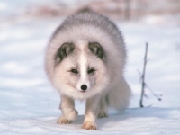 Photo de Alopex