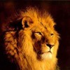 Photo de Lion