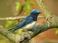 Photo de Cyanoptila