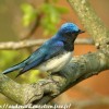 Photo de Cyanoptila