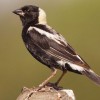 Photo de Bobolink