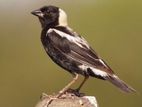 Photo de Bobolink