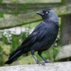 Photo de Jackdaw