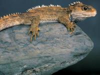 Photo de Tuatara