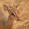 Photo de Dik-dik