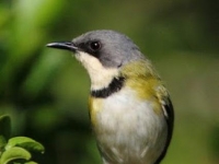 Photo de Apalis