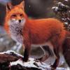 Photo de Renard