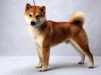 Photo de Shiba