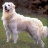 Photo de Kuvasz