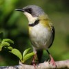 Photo de Apalis