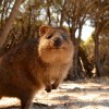 Photo de Quokka