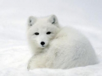 Photo de Isatis