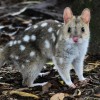 Photo de Quoll