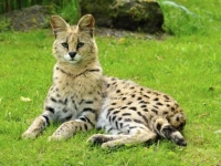 Photo de Serval