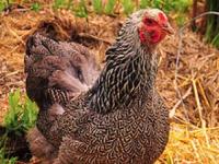 Photo de Brahma