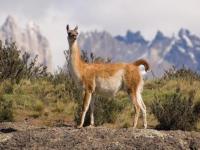 Photo de Guanaco