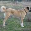 Photo de Kangal