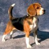 Photo de Beagle