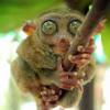 Photo de Tarsier