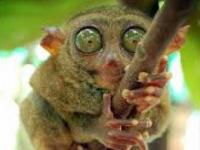 Photo de Tarsier