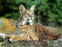 Photo de Bobcat
