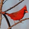 Photo de Cardinal