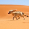 Photo de Fennec