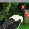 Photo de Jabiru