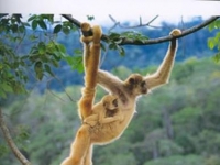 Photo de Muriqui