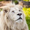 Photo de Lion Blanc