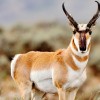 Photo de Pronghorn