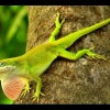 Photo de Anolis