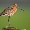 Photo de Limosa