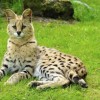 Photo de Serval